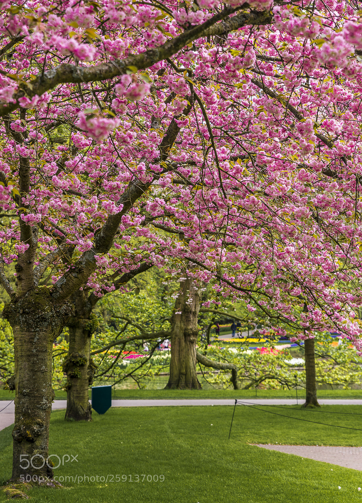 Nikon D610 sample photo. Cherry blossom photography