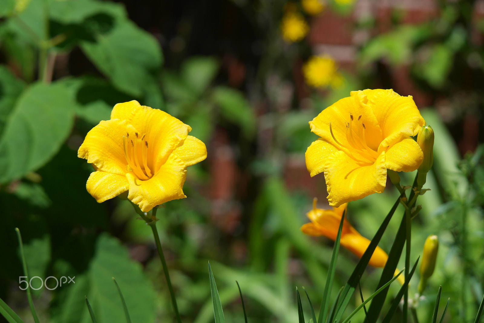 Samsung NX1000 sample photo. Flower photography
