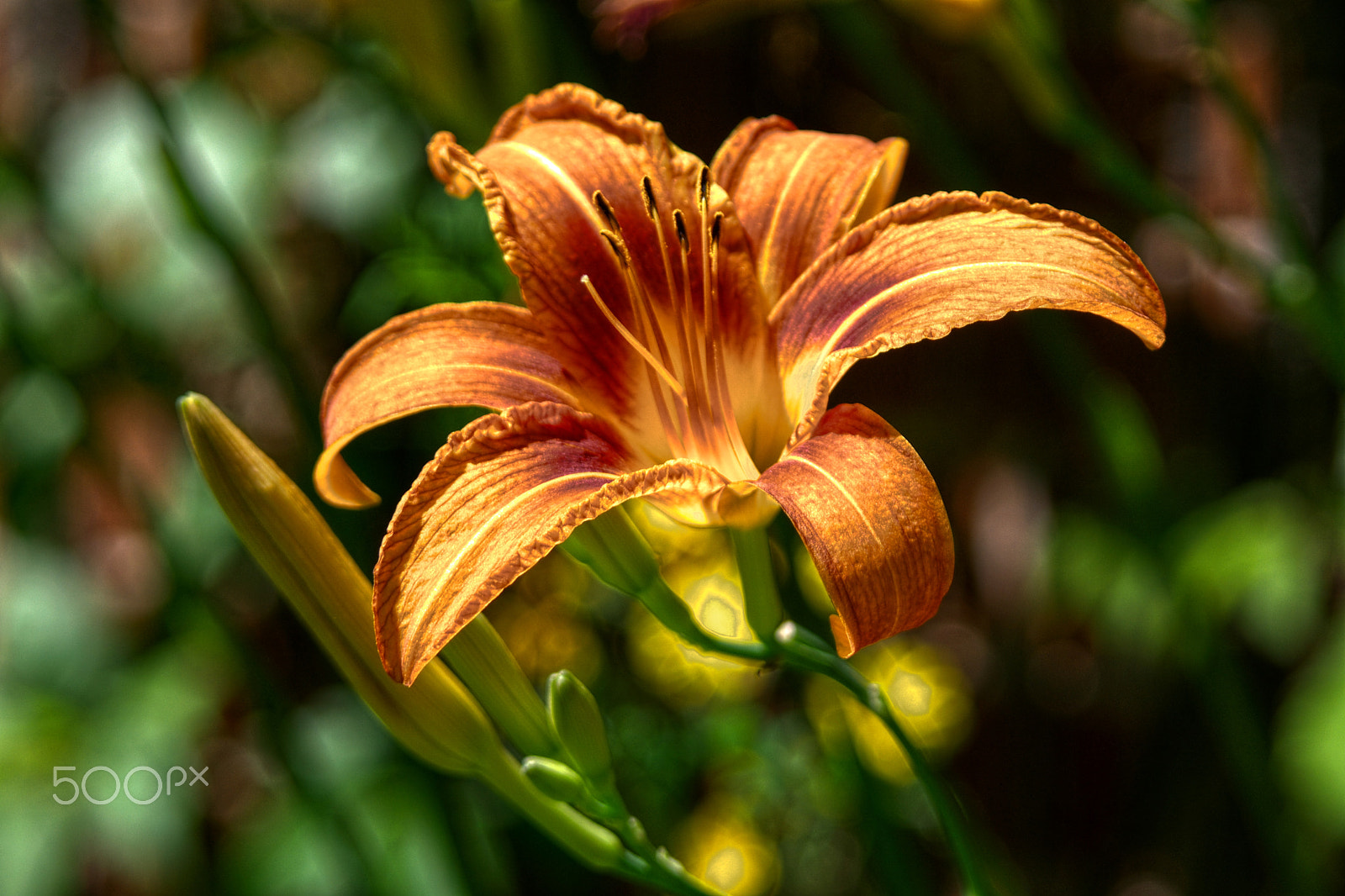 Samsung NX1000 sample photo. Flower photography