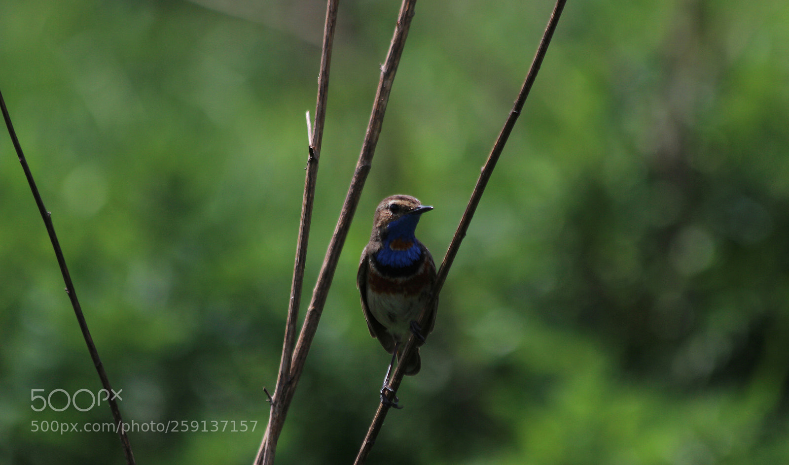 Canon EOS 600D (Rebel EOS T3i / EOS Kiss X5) sample photo. Luscinia svecica photography