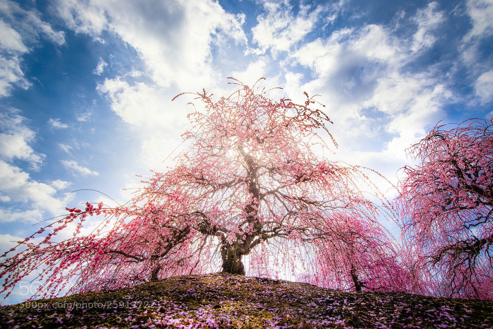 Pentax K-1 sample photo. Weeping plum on the photography
