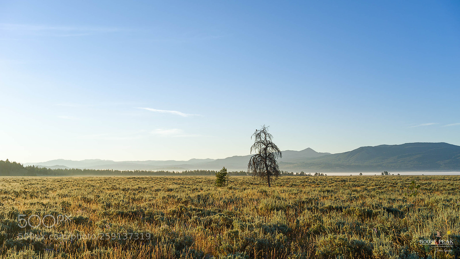Sony a7 II sample photo. Lone dry tree photography