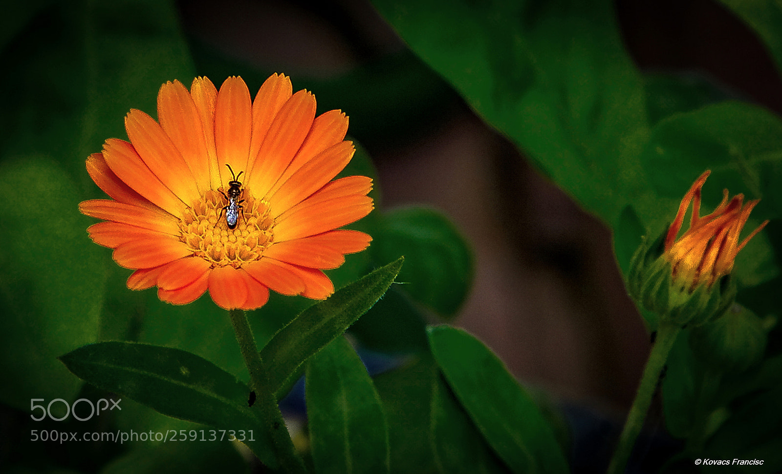 Canon EOS 5D Mark II sample photo. Nature lives photography