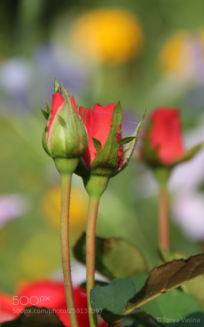 Canon EOS 60D sample photo. Img photography