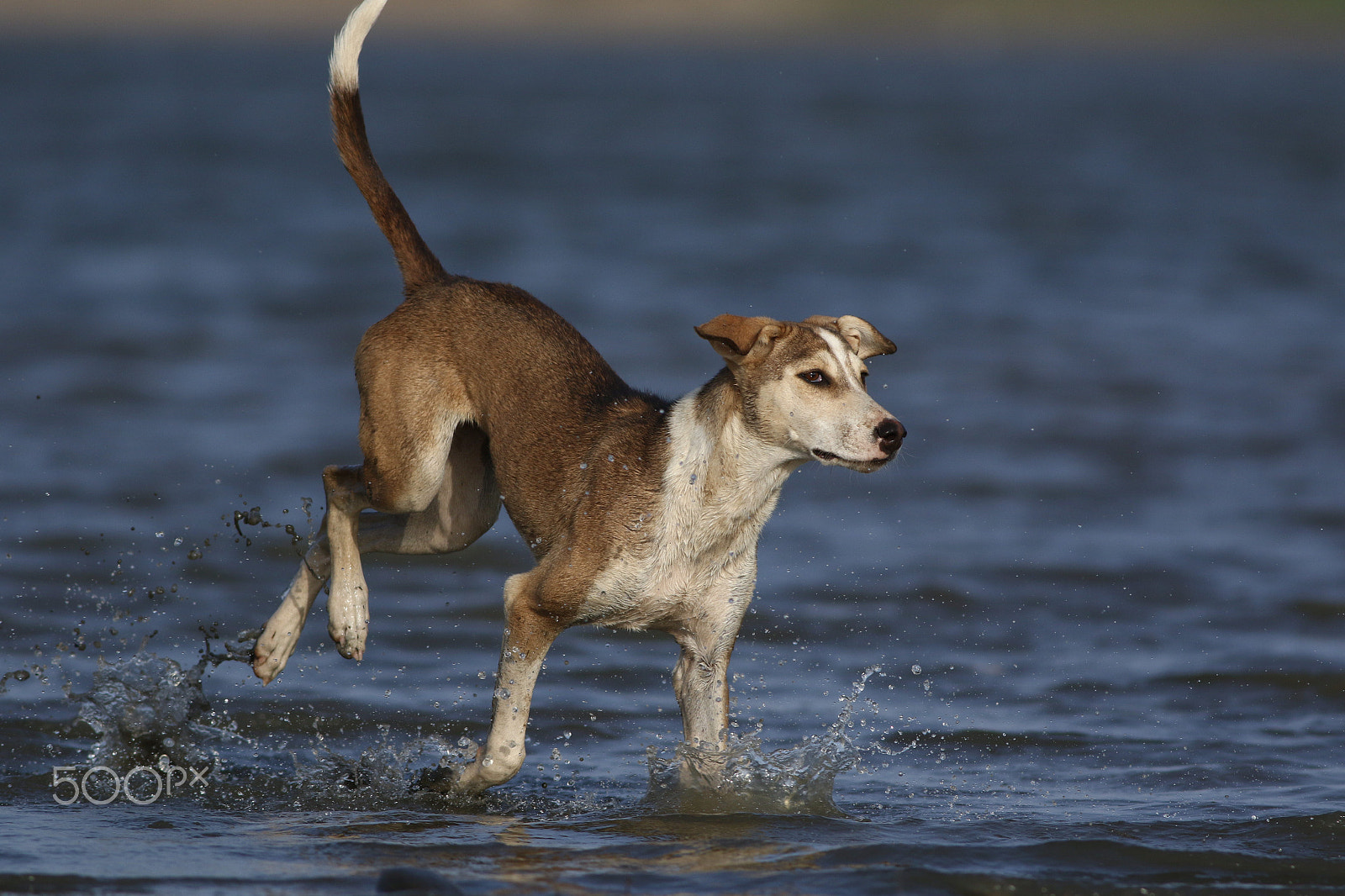 Canon EOS 7D Mark II + Canon EF 400mm F5.6L USM sample photo. Fun time photography