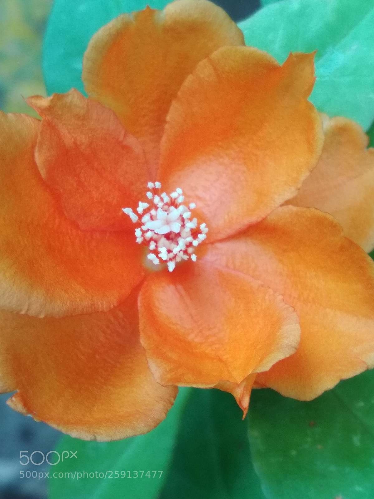 Xiaomi Redmi 4X sample photo. Rose cattus photography