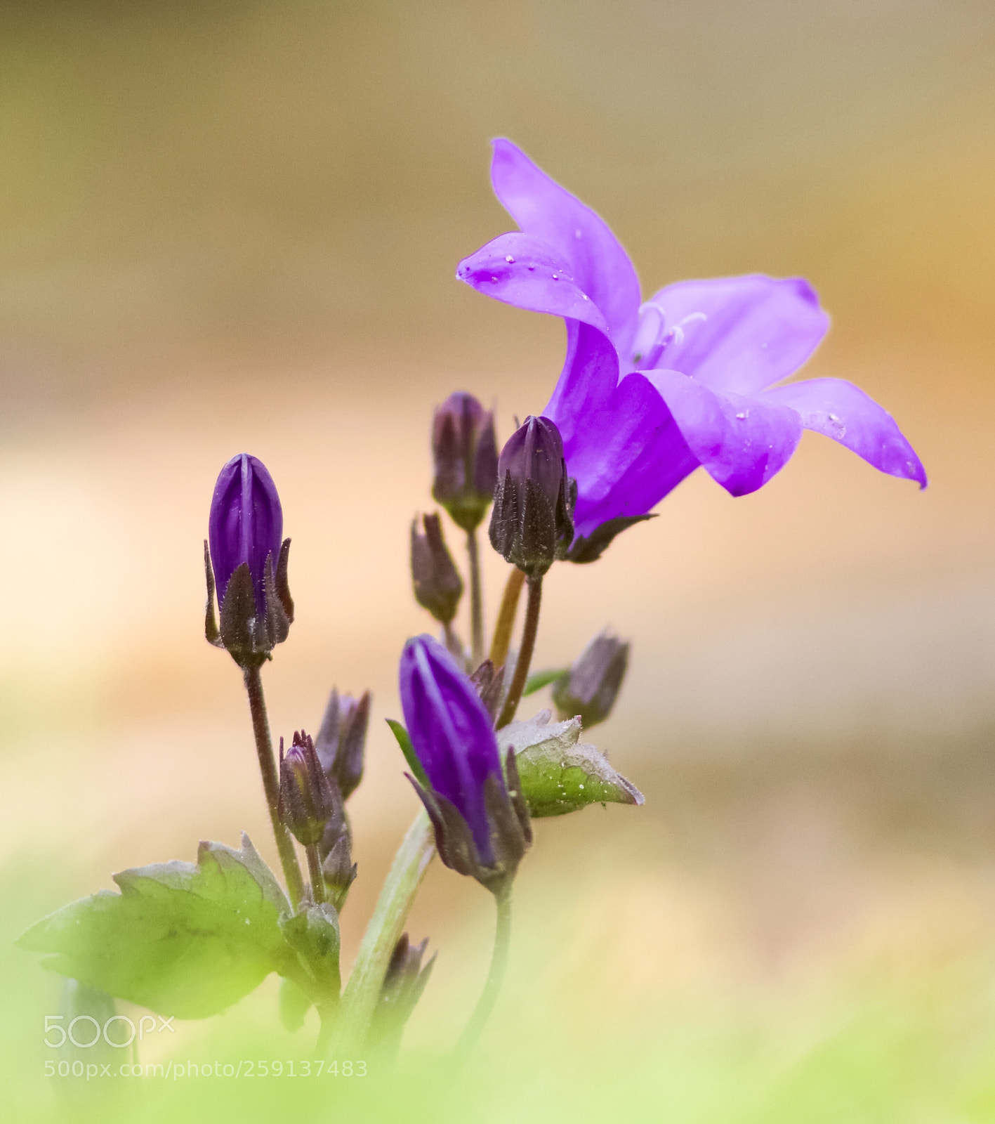 Canon EOS 7D Mark II sample photo. Untitled photography