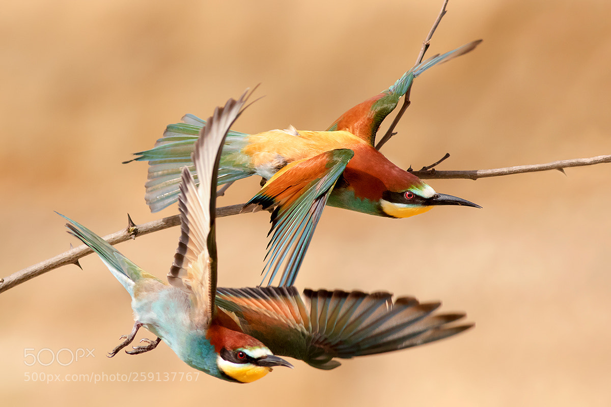 Canon EOS 7D Mark II sample photo. Bee-eater photography