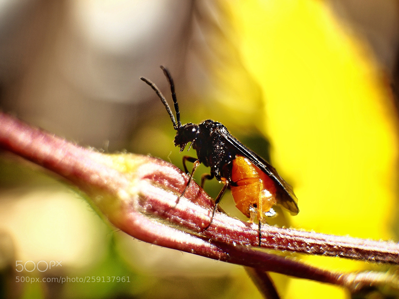 Olympus OM-D E-M10 II sample photo. Bugs life photography