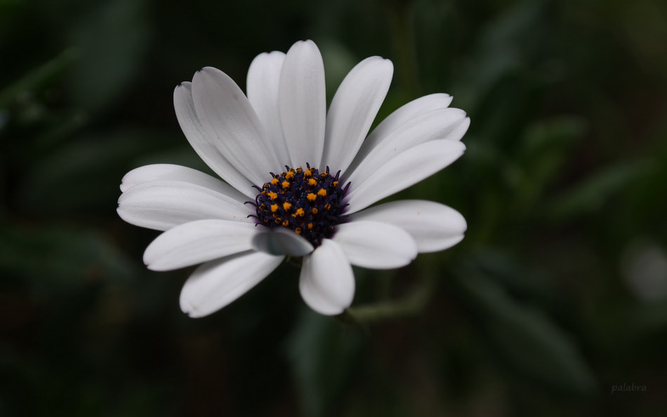 Samsung NX30 sample photo. White flower photography