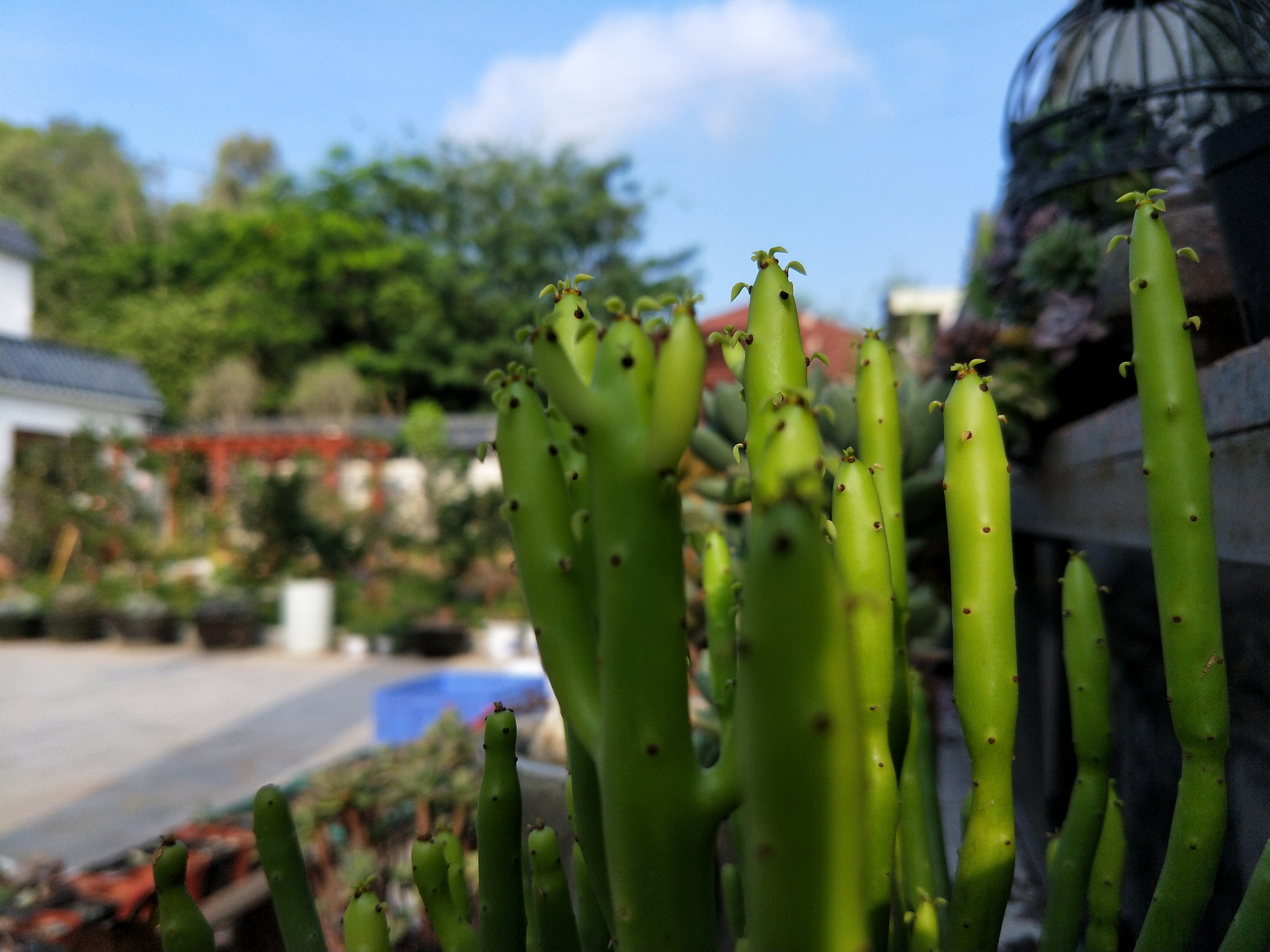 OPPO R11T sample photo