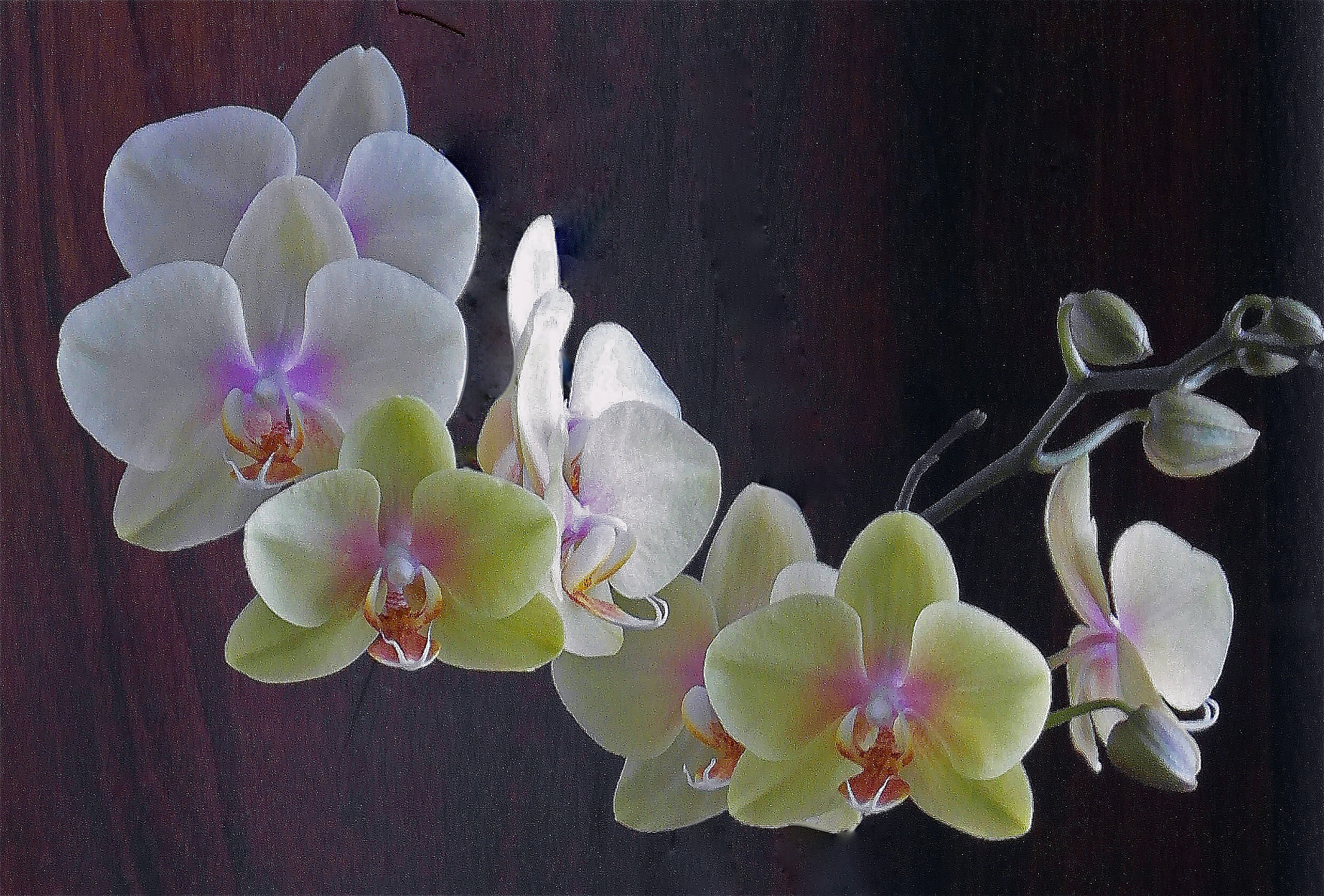 Samsung WB750 sample photo. Orchidée photography