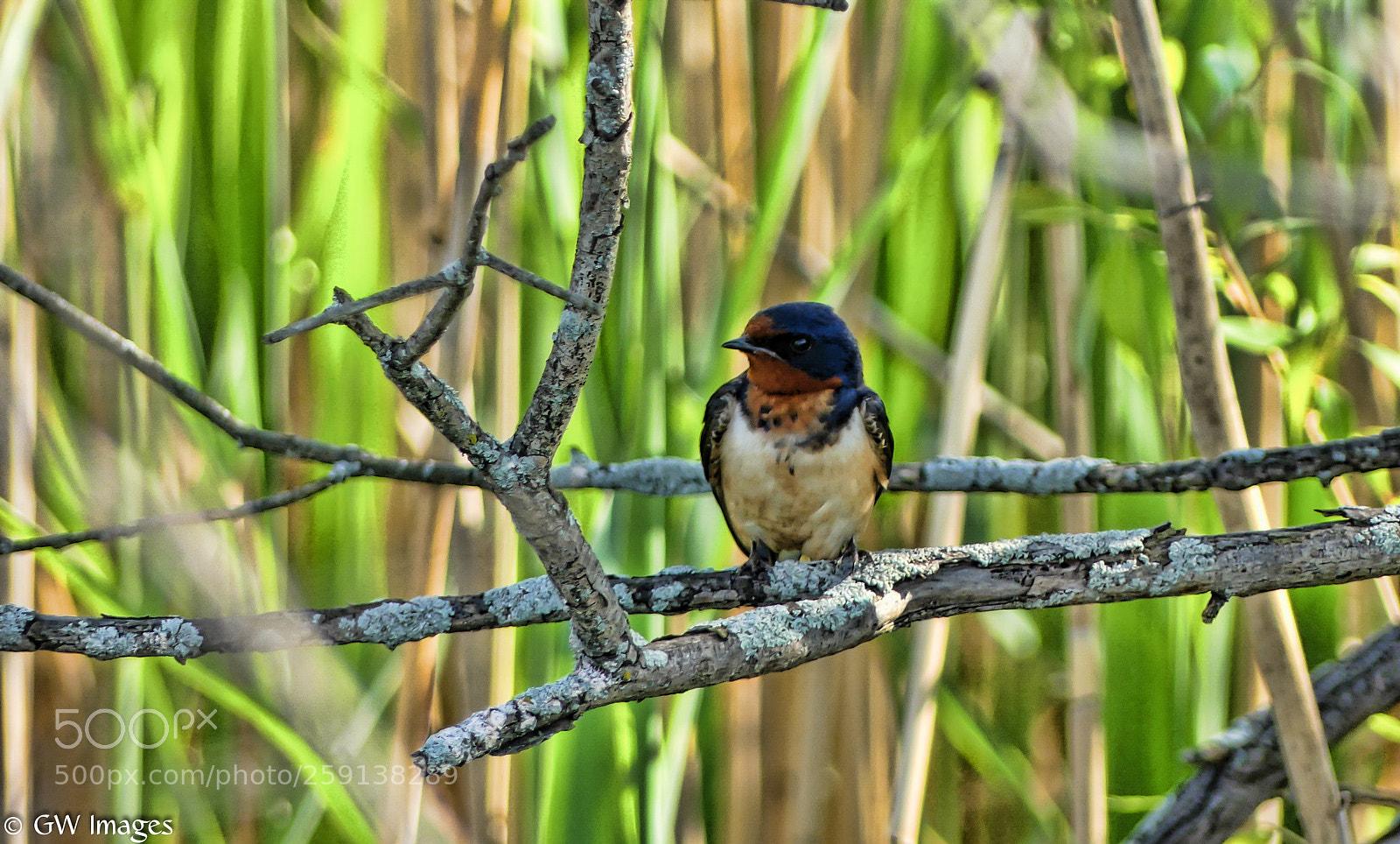Panasonic Lumix DMC-FZ300 sample photo. Barn swallow photography