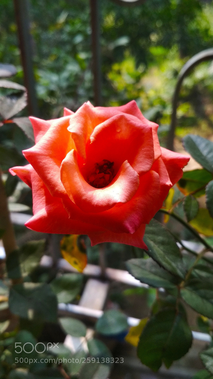 Xiaomi Redmi 4 Pro sample photo. Sweet little rose photography
