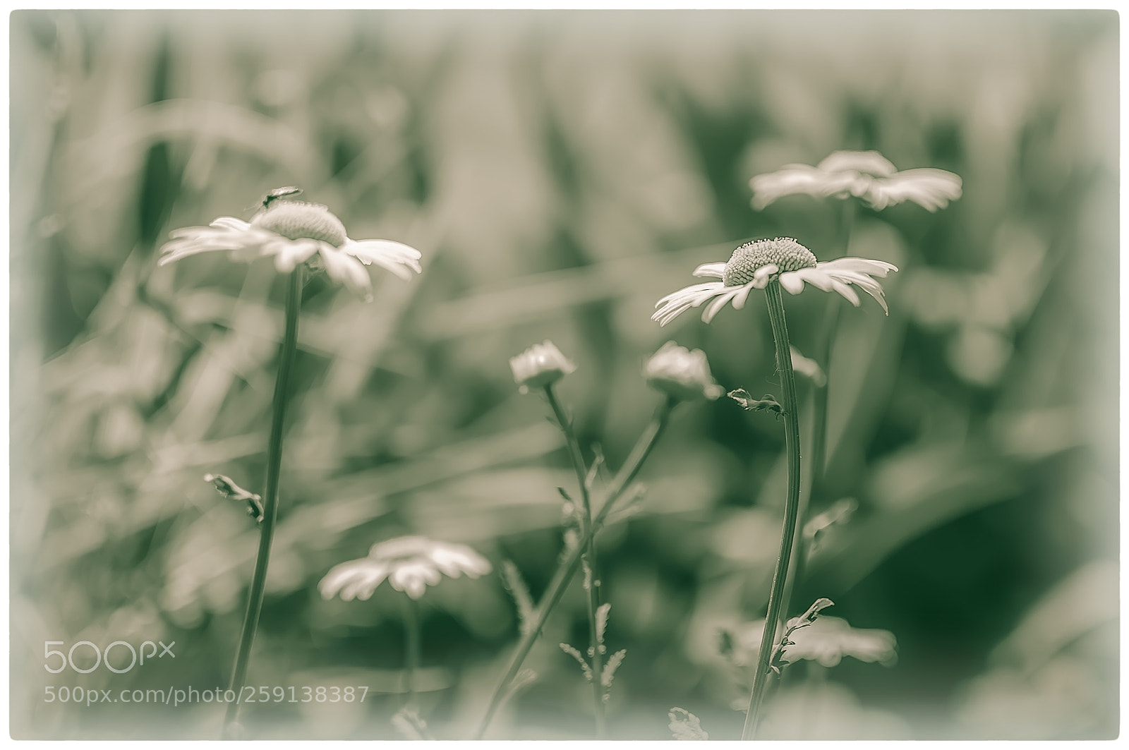 Nikon D90 sample photo. Chamomile ... photography