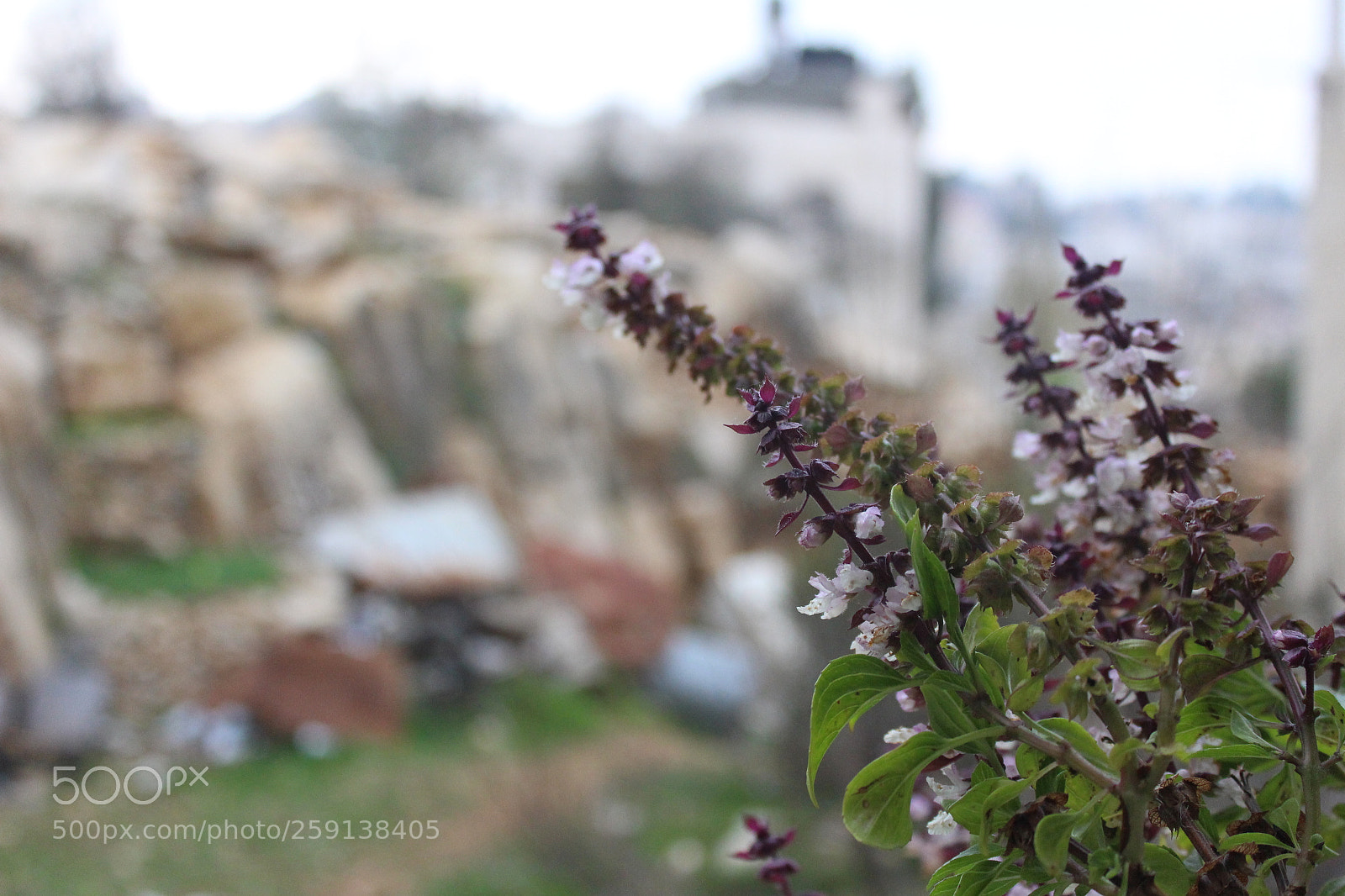 Canon EOS 700D (EOS Rebel T5i / EOS Kiss X7i) sample photo. Img photography
