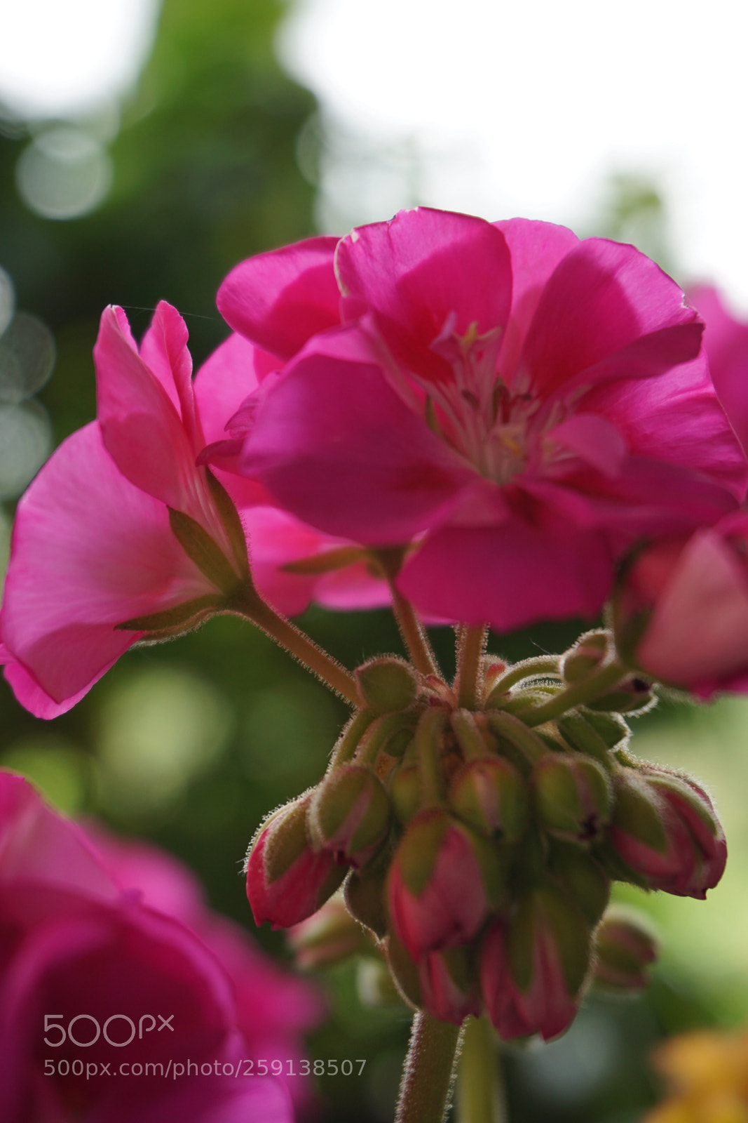 Sony a6000 sample photo. Pelargonium.2 photography