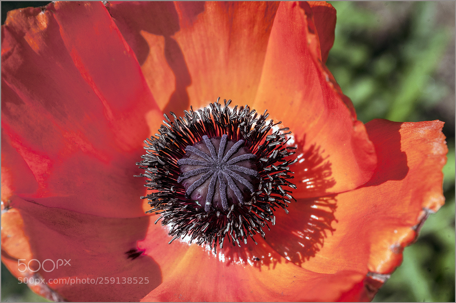Nikon D700 sample photo. *** photography
