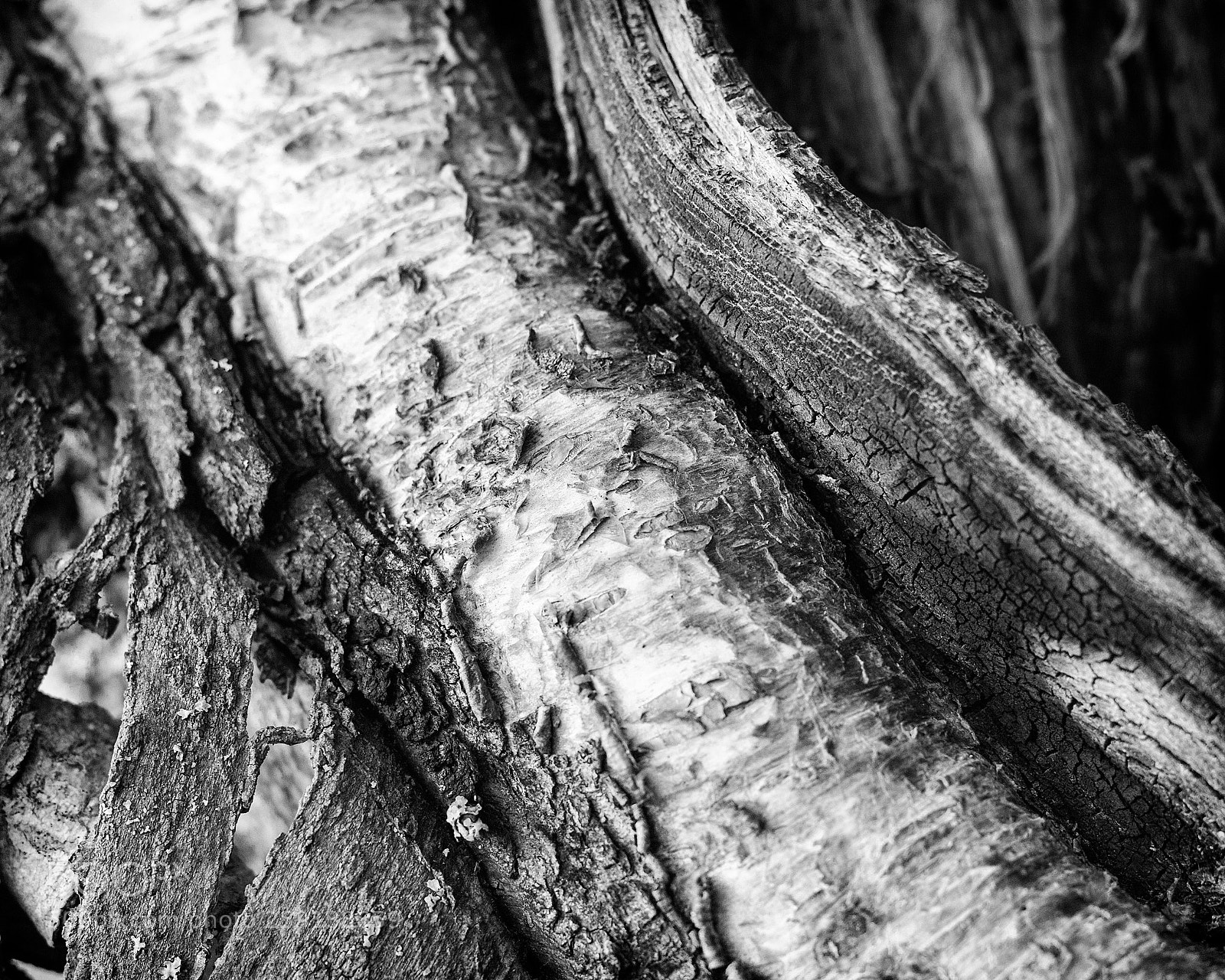 Canon EOS 1100D (EOS Rebel T3 / EOS Kiss X50) sample photo. Woody textures photography