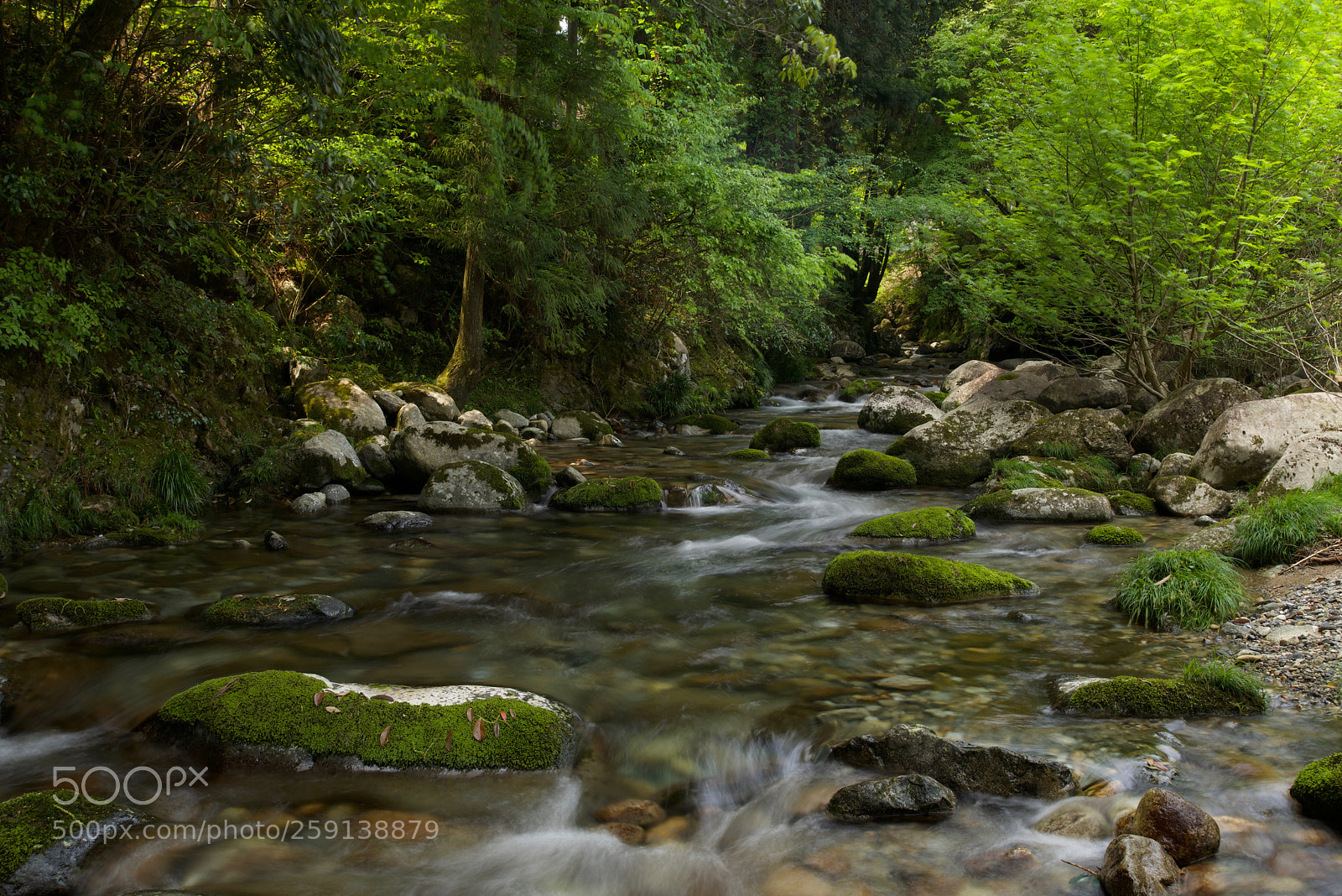 Nikon D610 sample photo. In a forest photography