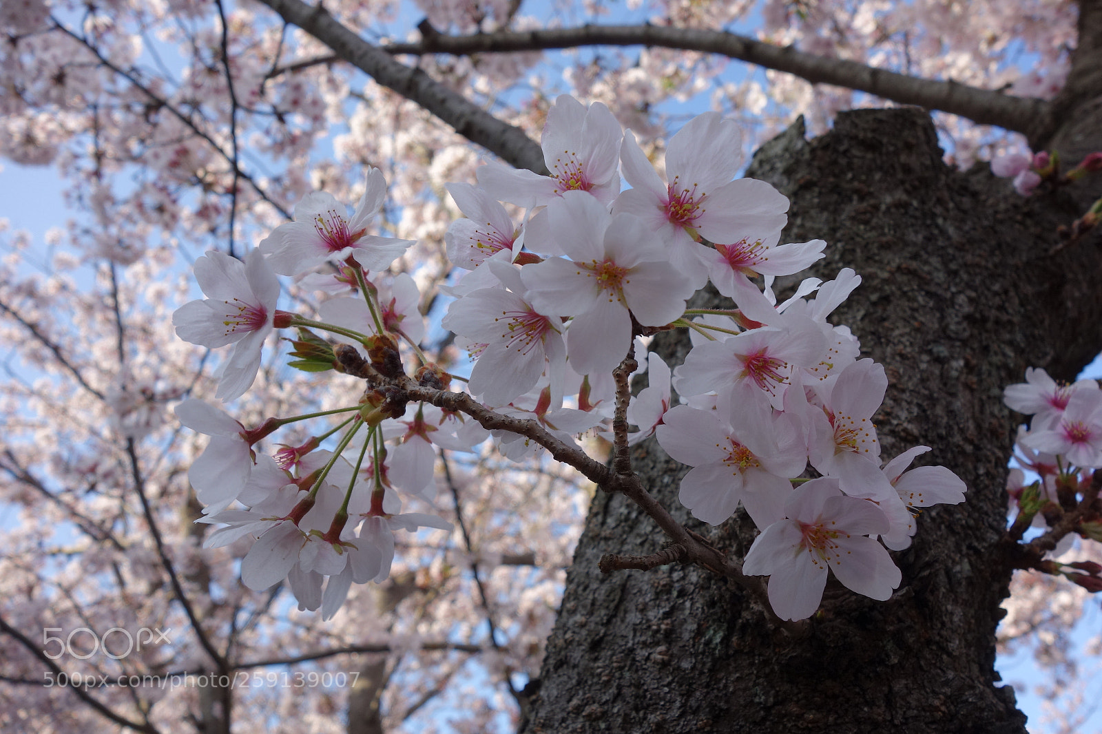 Sony Cyber-shot DSC-RX100 sample photo. Sakura photography