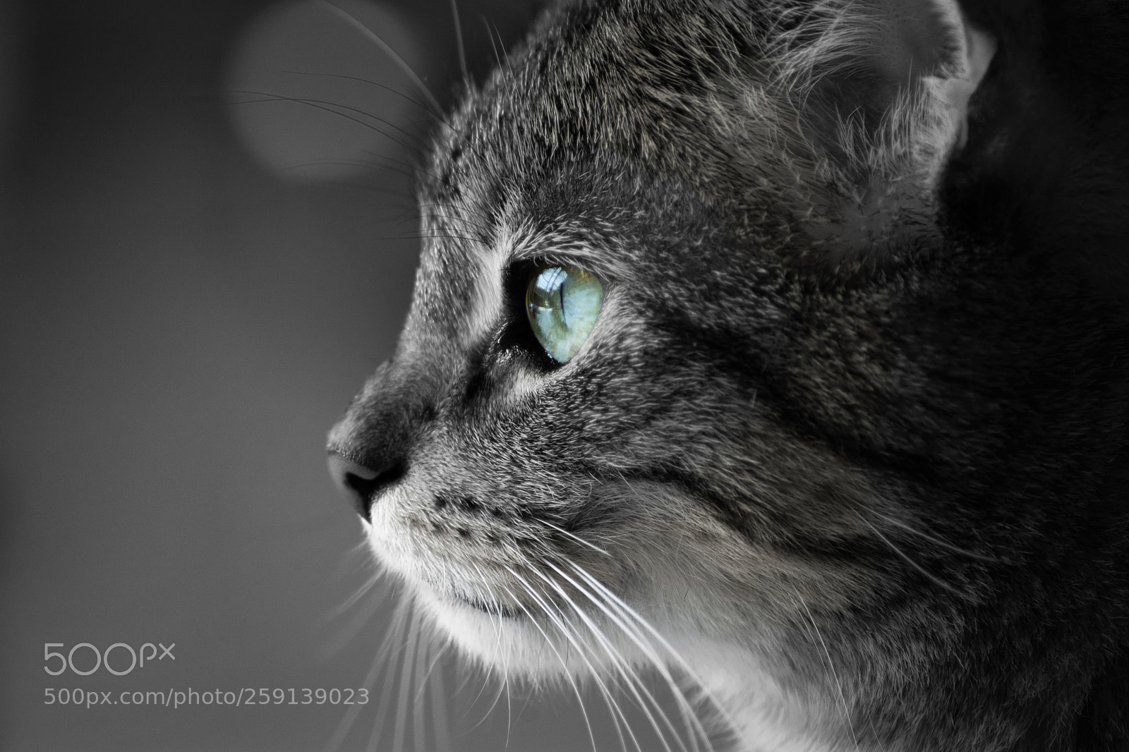 Nikon D7100 sample photo. Lilly photography
