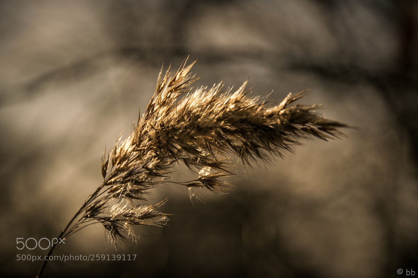 Nikon D3300 sample photo. The golden straw photography