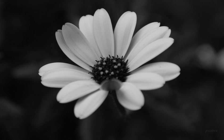 Samsung NX30 sample photo. White flower (2) photography