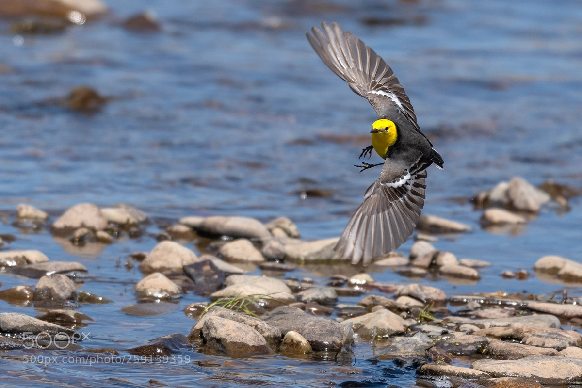 Nikon D500 sample photo. Bird flight photography