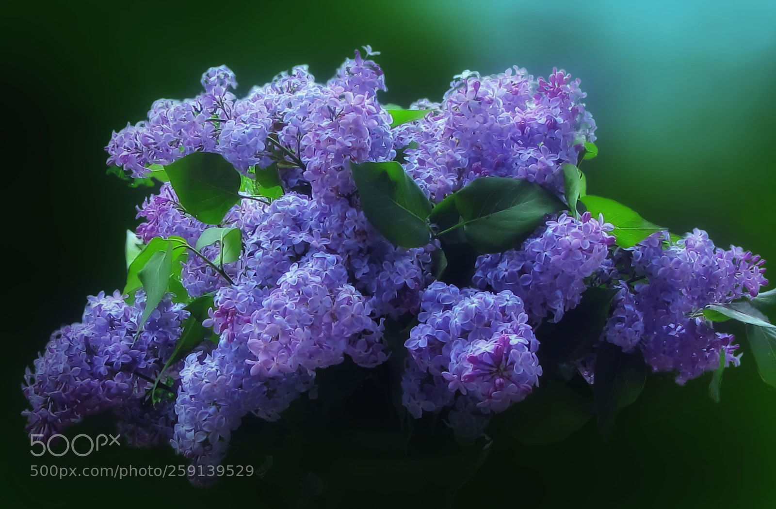 Canon PowerShot SX20 IS sample photo. Lilac blue fantasy photography