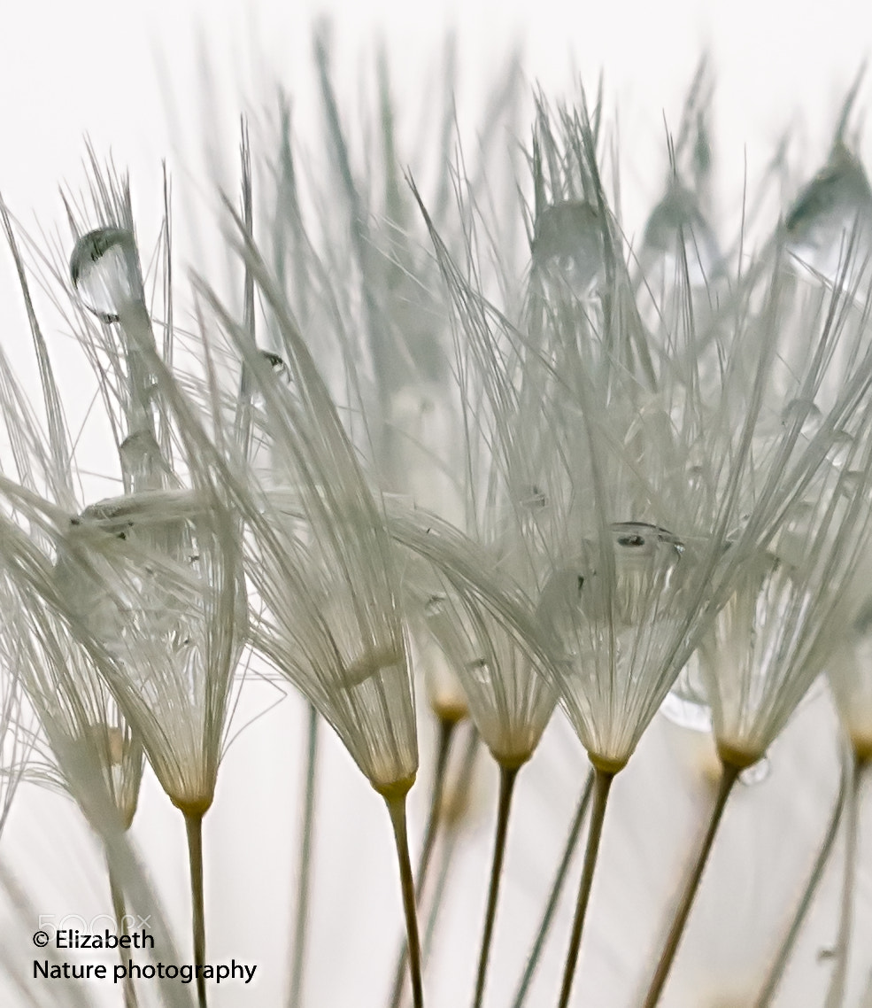 Sigma 105mm F2.8 EX DG OS HSM sample photo. Plant- art photography