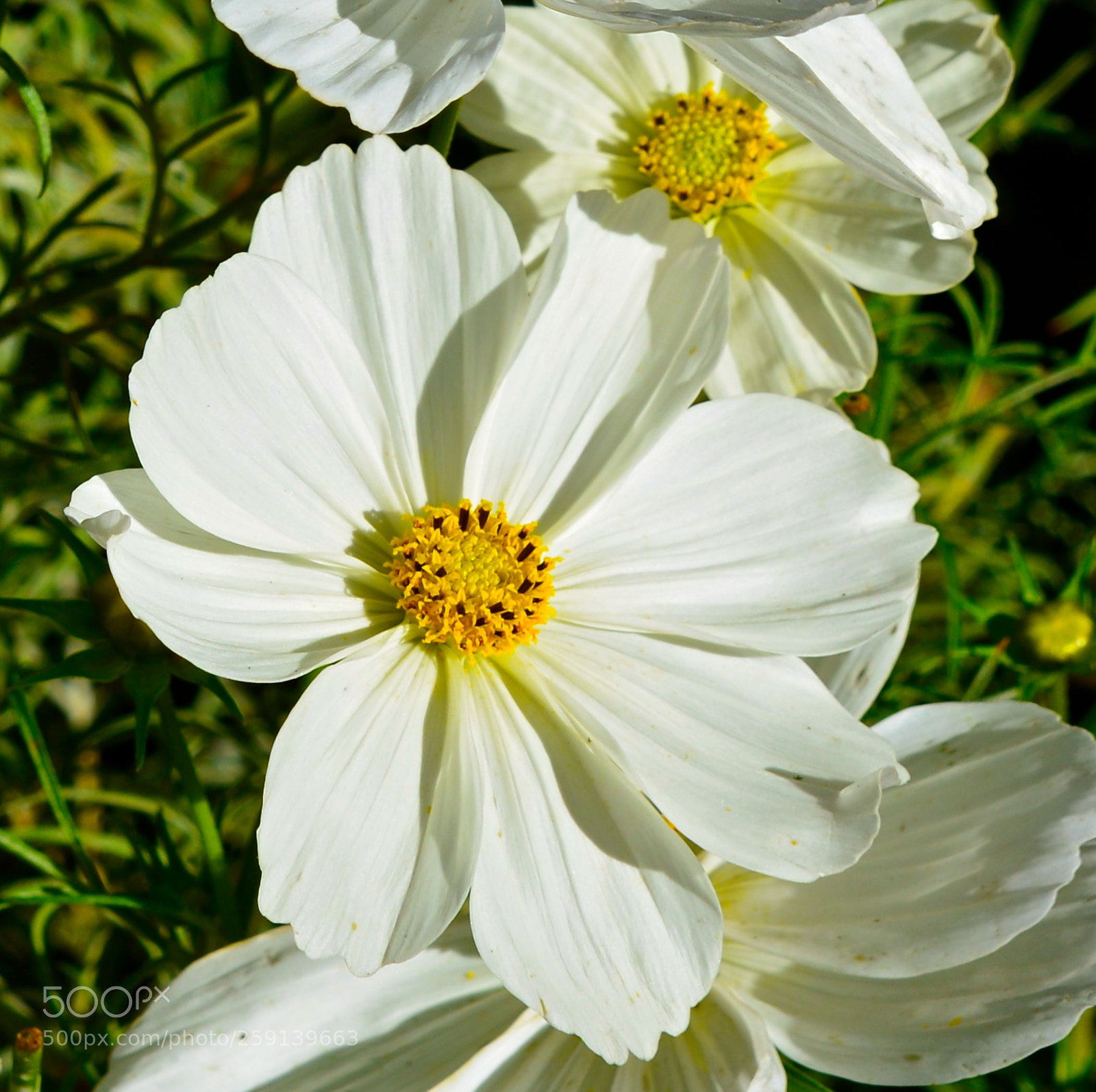 Nikon D600 sample photo. White flowers photography