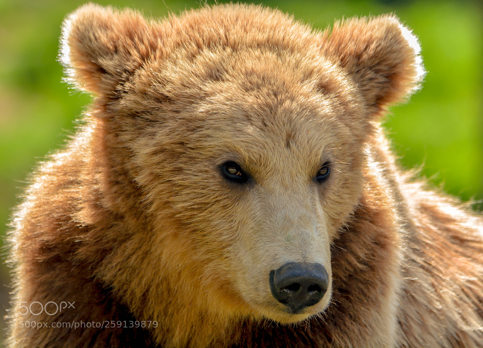 Nikon D7100 sample photo. Brown bear! photography
