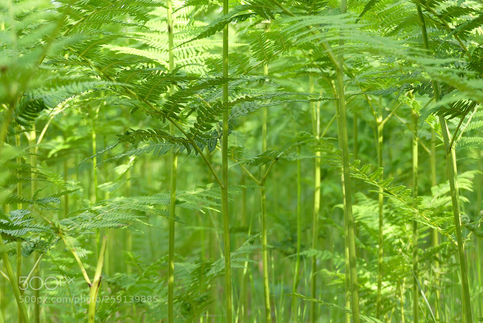 Panasonic Lumix DMC-FZ300 sample photo. Ferns photography