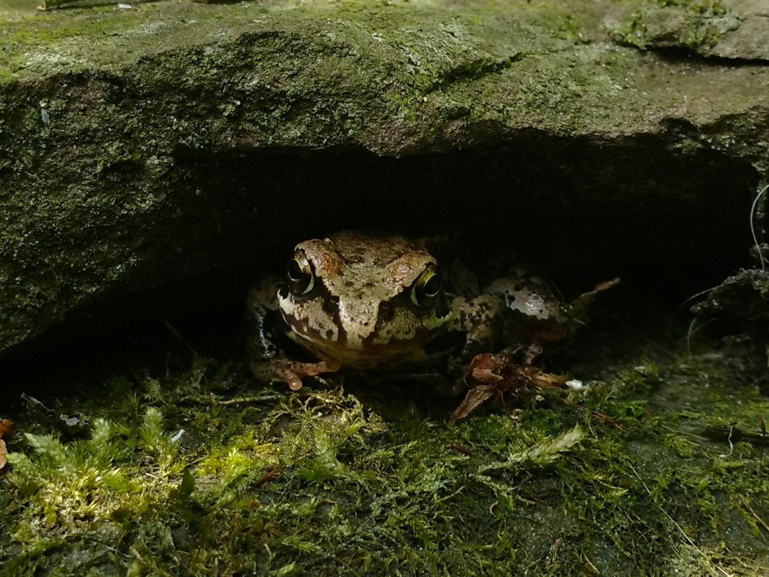 Motorola Moto X Play sample photo. Hello frog photography
