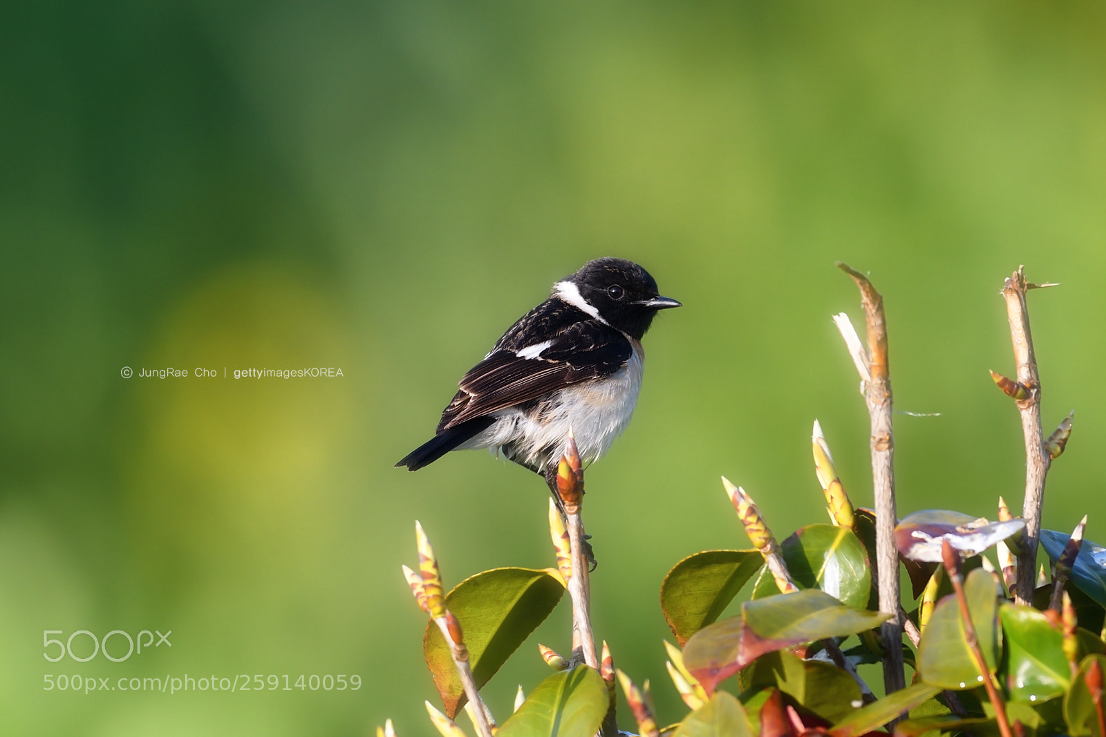 Nikon D850 sample photo. Stejneger's stonechat photography