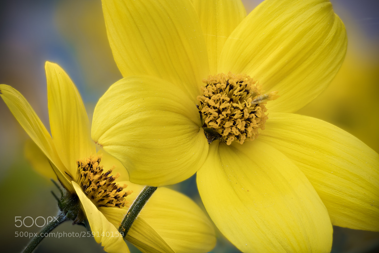Nikon D7500 sample photo. Flower photography