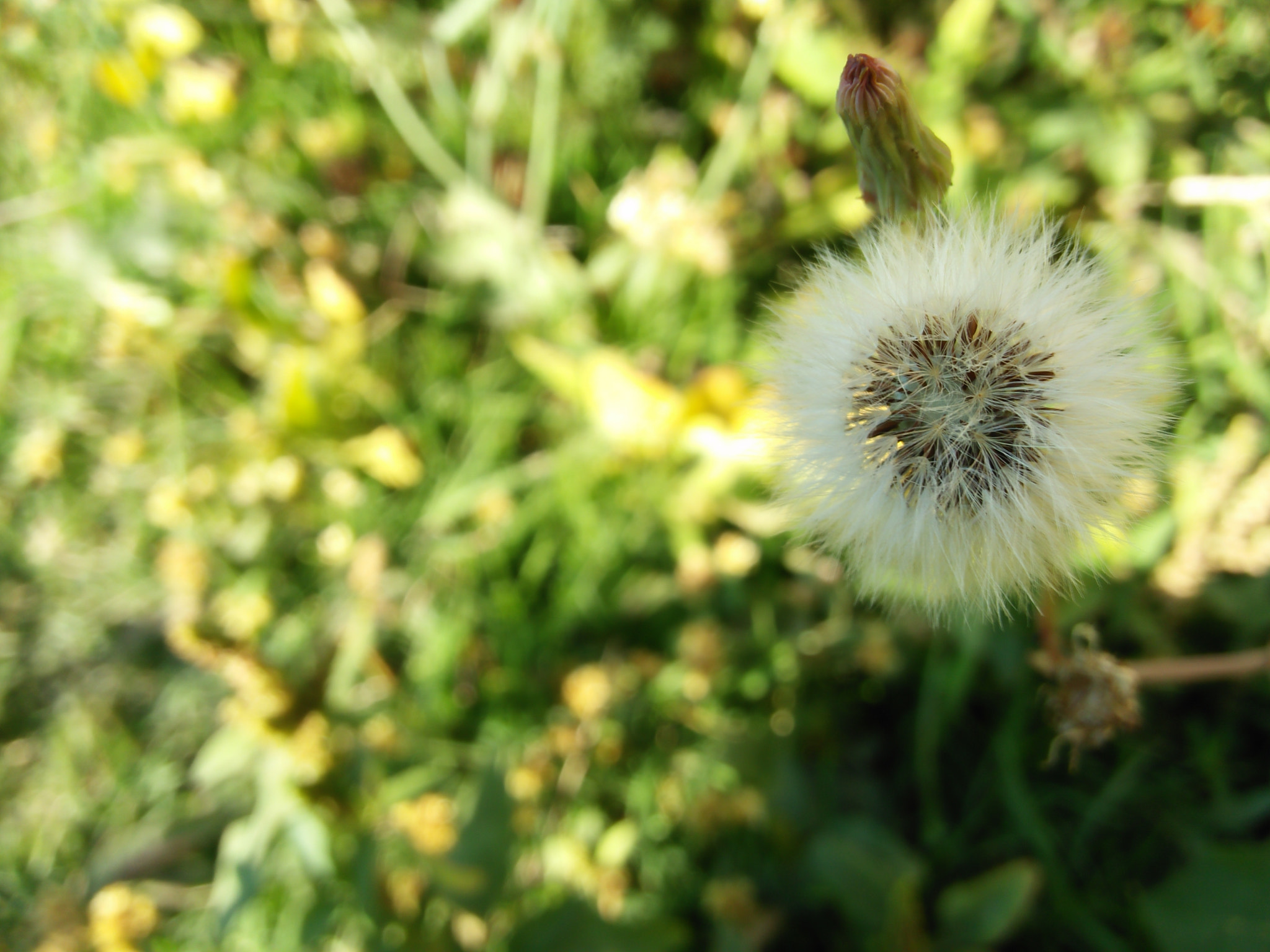 OPPO A37fw-International sample photo