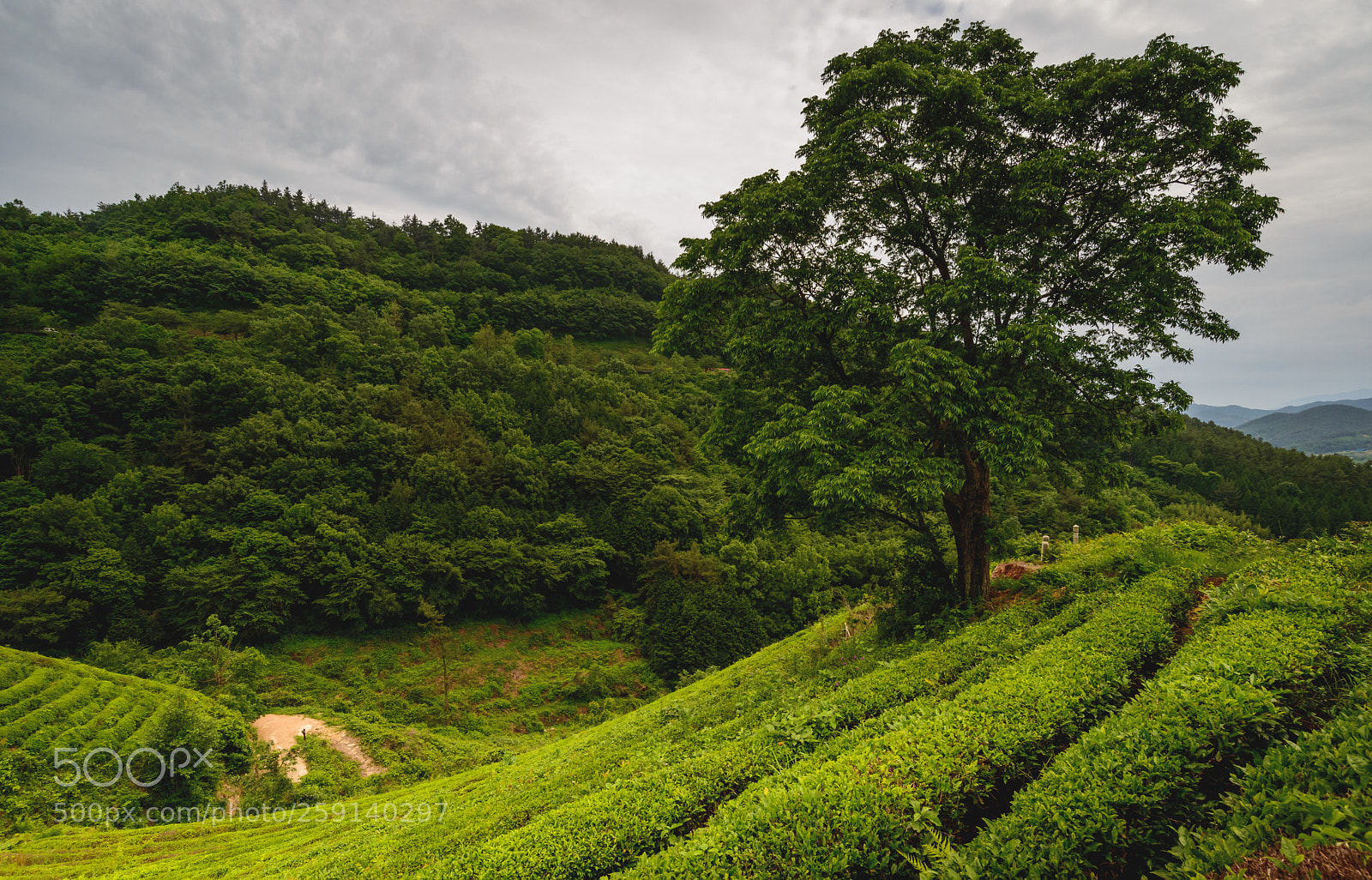 Nikon D610 sample photo. The one photography
