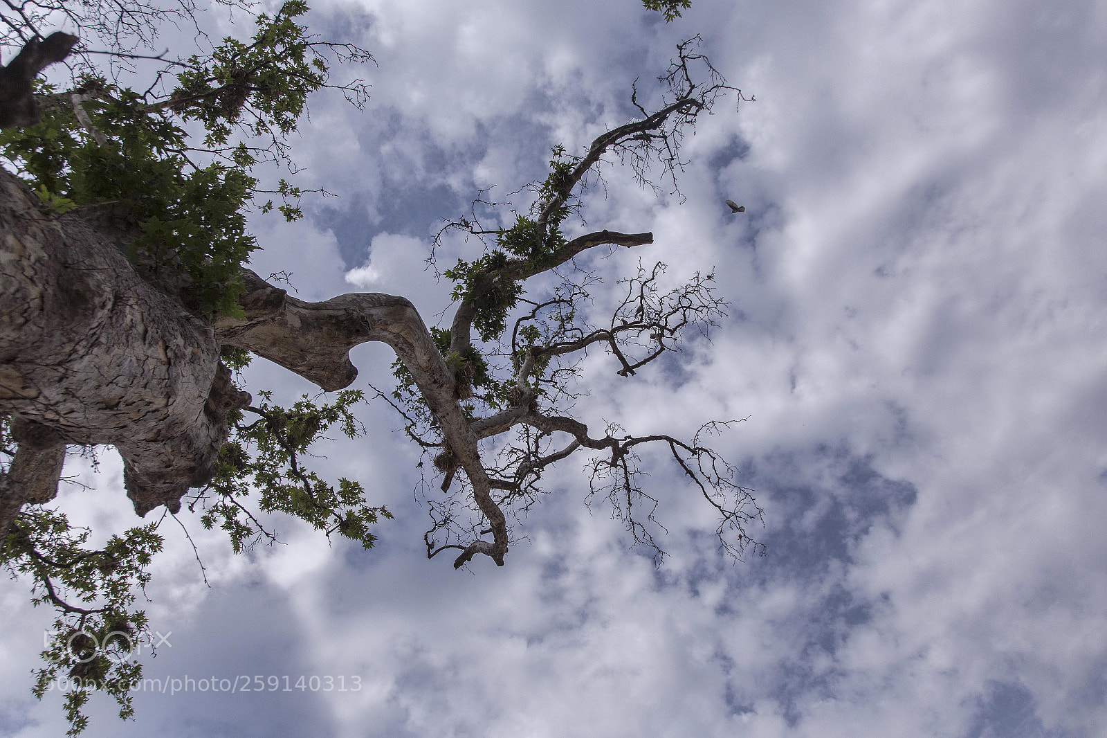 Canon EOS 6D sample photo. Guvemalan koyu photography