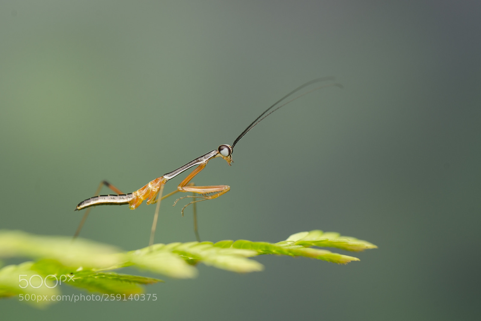 Nikon D7000 sample photo. Mantis photography