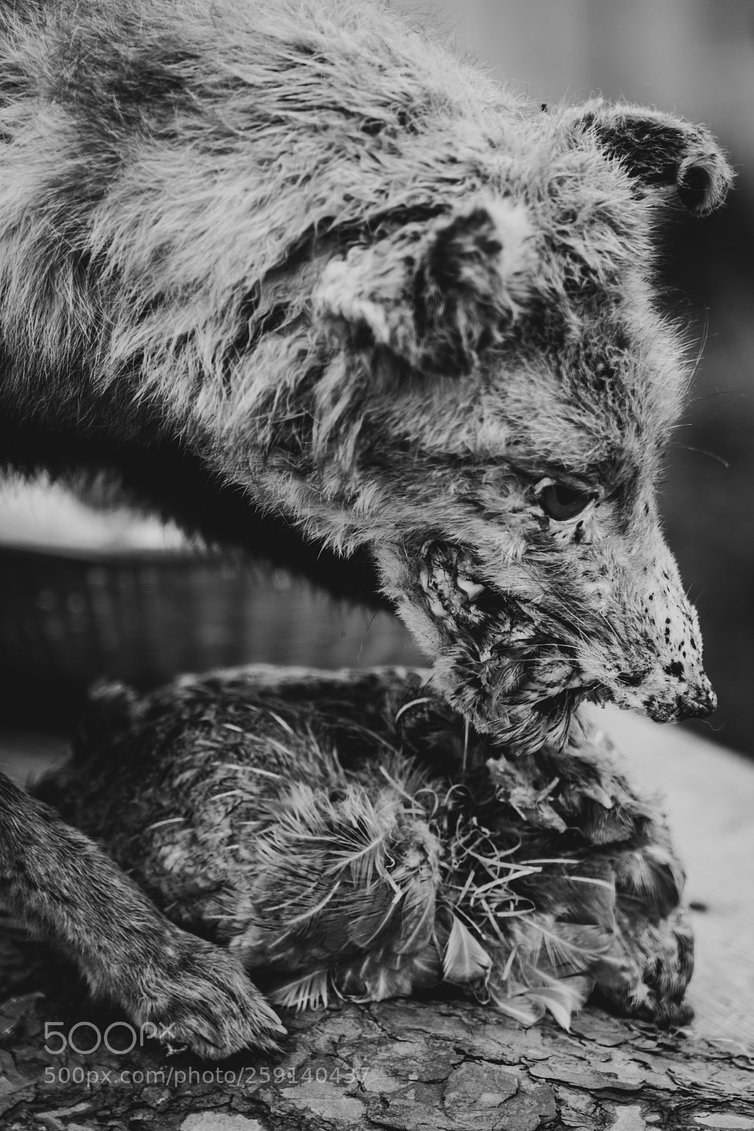 Sony a7R II sample photo. Stuffed photography