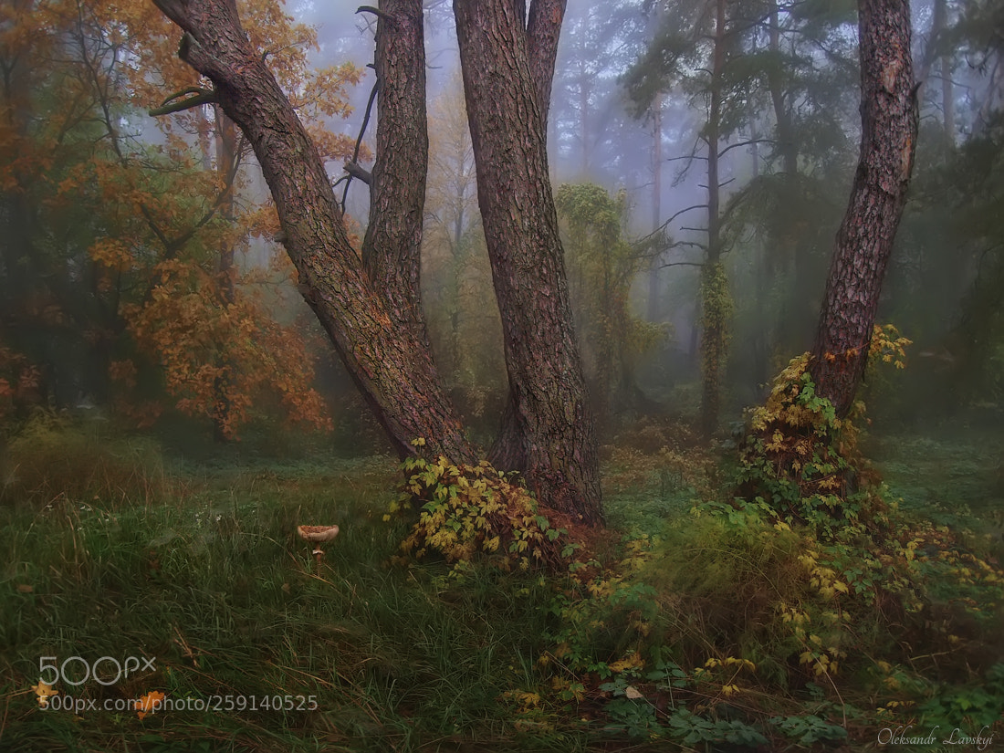 Olympus E-3 sample photo. Fairytale forest photography