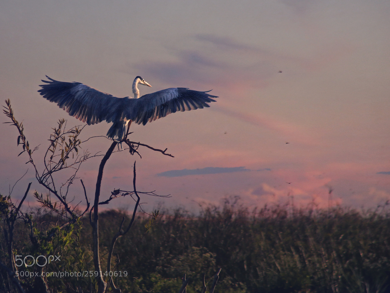 Canon EOS 6D sample photo. Garza mora photography
