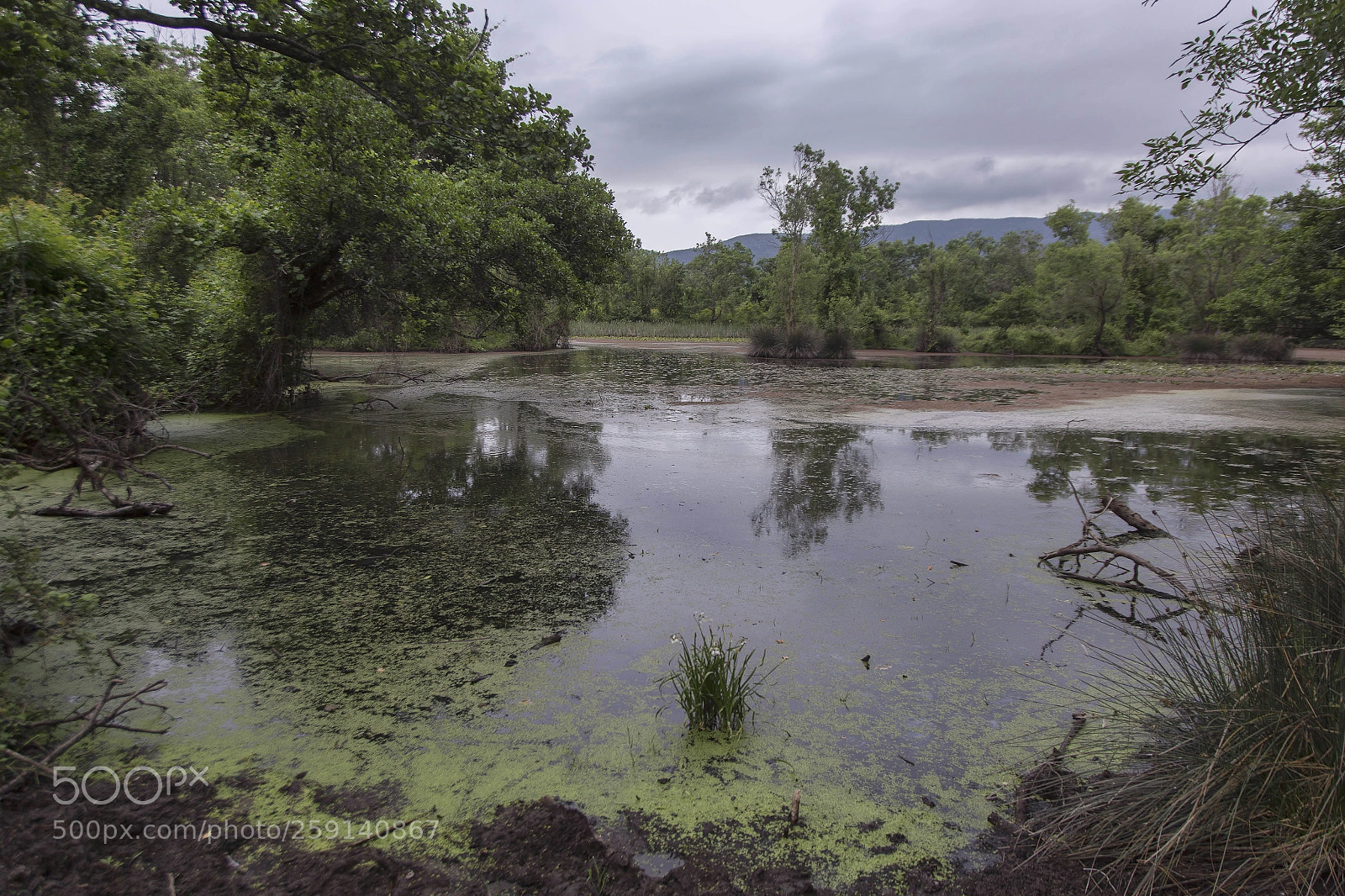 Canon EOS 6D sample photo. Karacabey longoz ormanlari photography