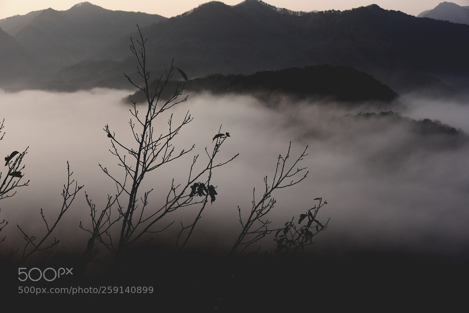 Nikon D750 sample photo. * the fog ( ii ) photography