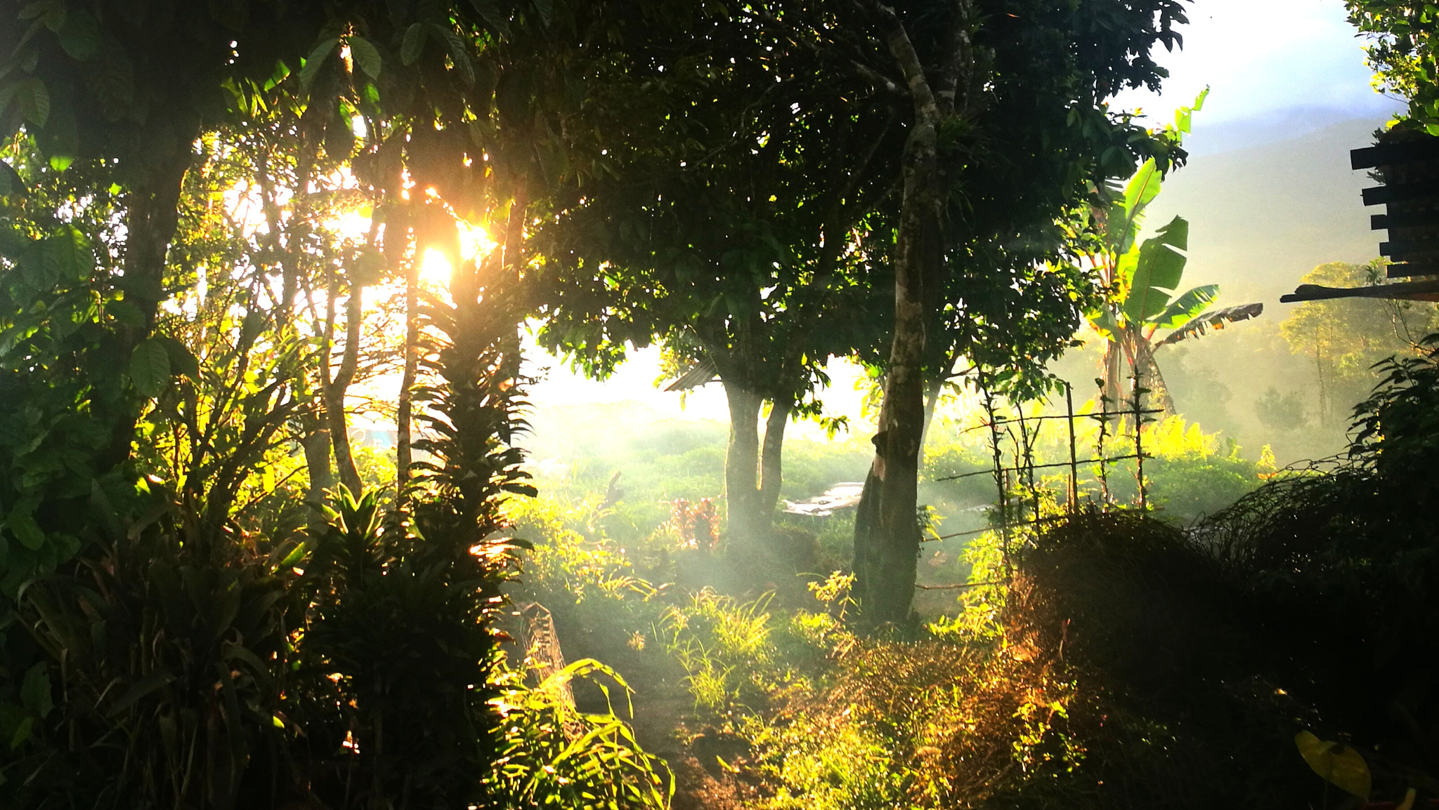 HUAWEI P9 Plus sample photo. Garden paradise sunrise photography