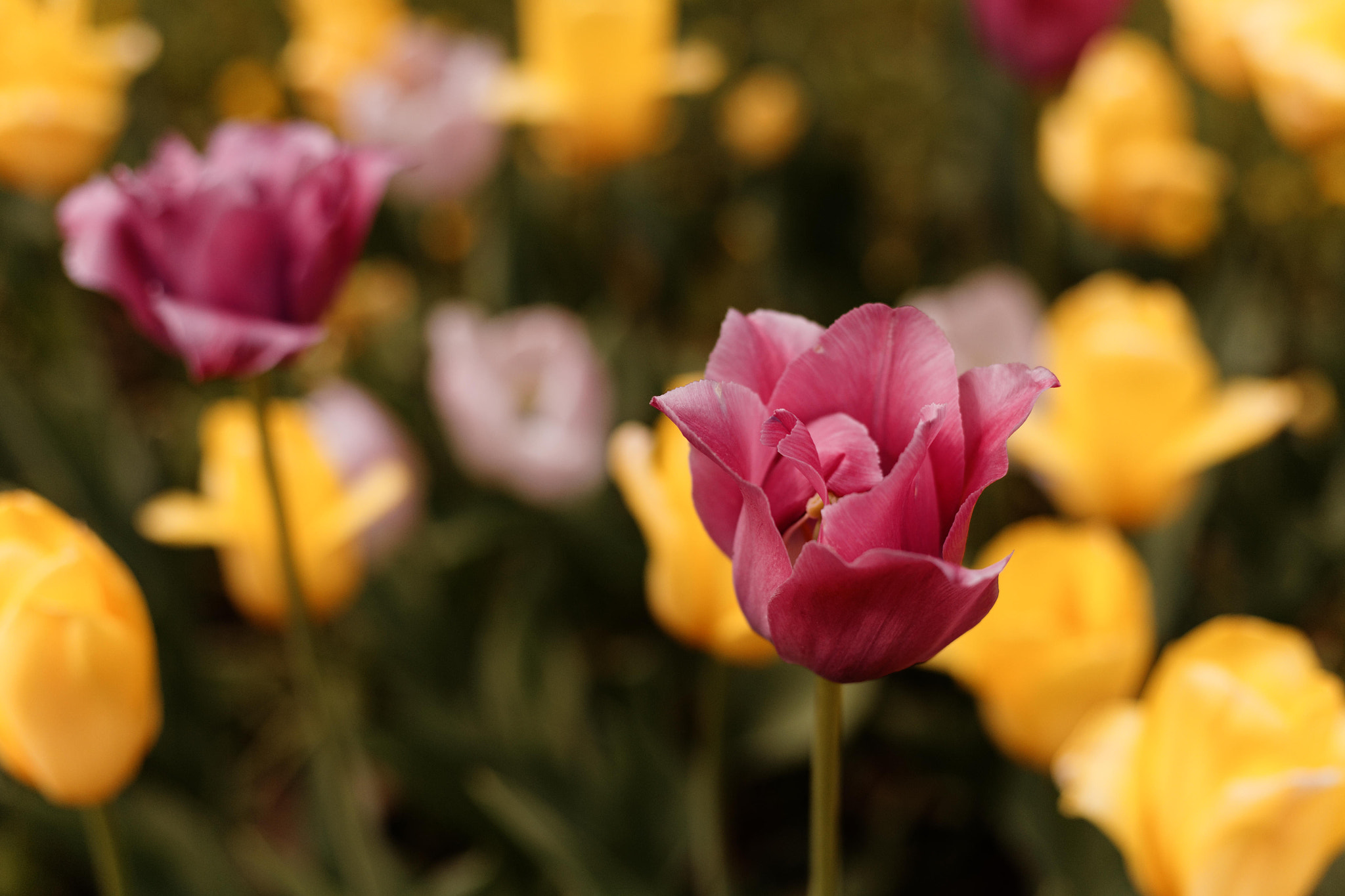 Canon EOS 5D + Canon EF 50mm F1.8 STM sample photo. Tulips photography