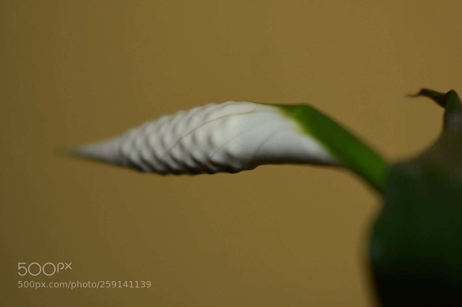 Nikon D3400 sample photo. Untitled photography