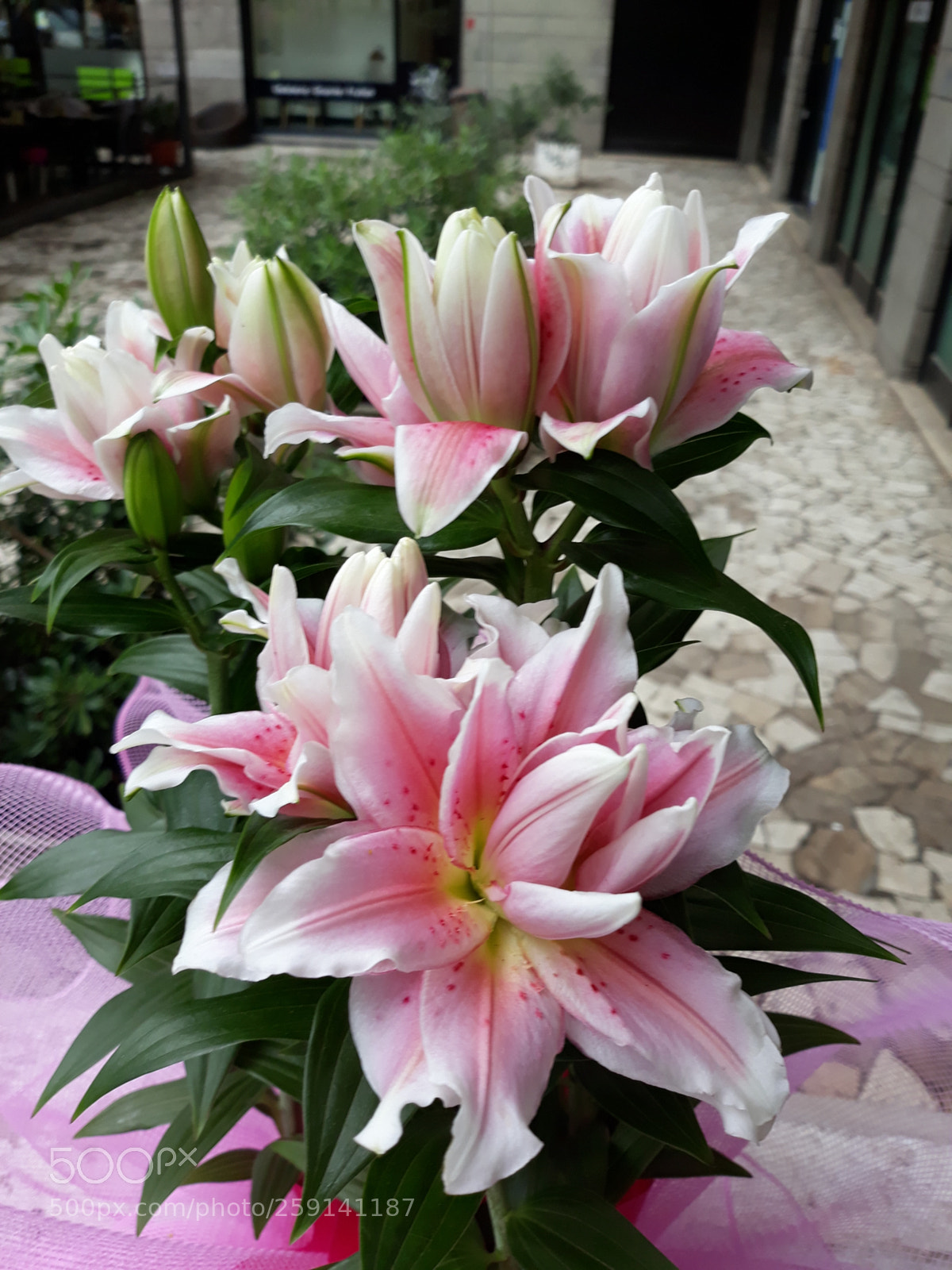 Samsung Galaxy J5 sample photo. Untitled photography